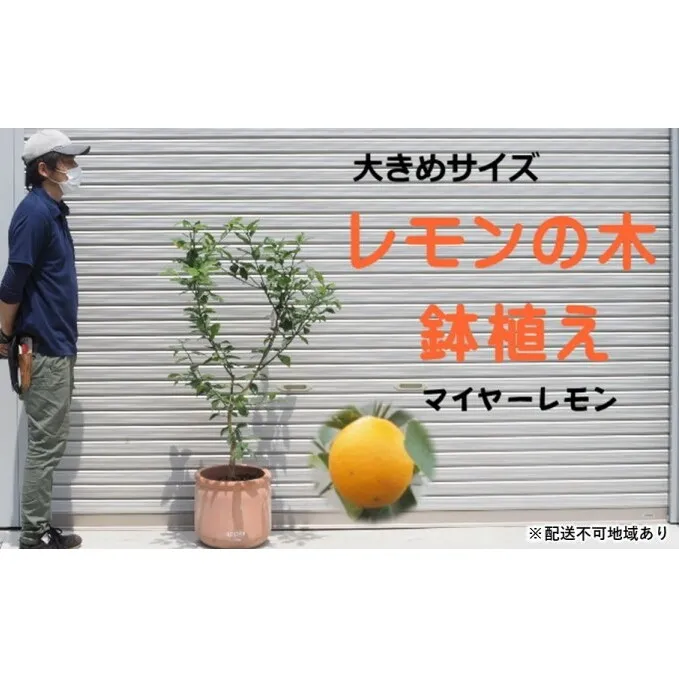 鉢植え レモンの木 マイヤー 大きめサイズ 配送不可 北海道 沖縄 離島