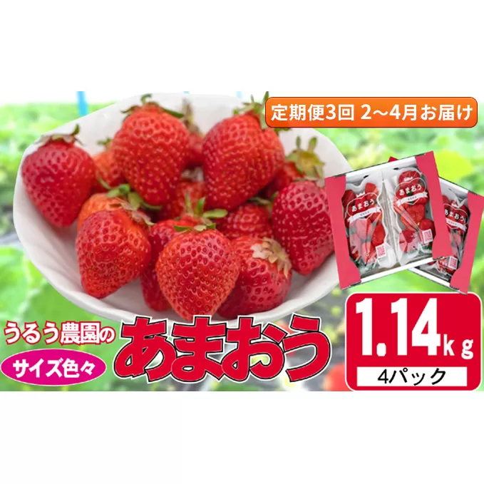 定期便 3回 いちご 発送時期 2025年2月～4月 うるう農園のあまおう サイズ色々 4パック 約1.14kg 配送不可 離島