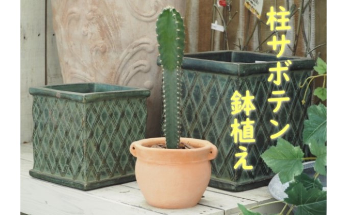 植物 サボテン 鉢植え 柱サボテンの鉢植え つぼ丸型 鉢 17cm｜朝倉市｜福岡県｜返礼品をさがす｜まいふる by AEON CARD