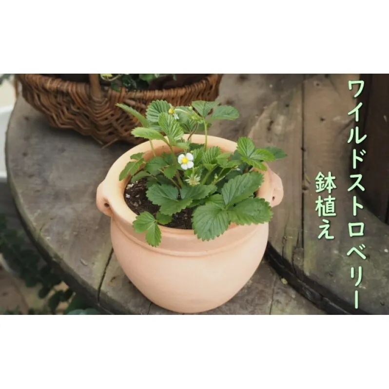 鉢植え ワイルドストロベリーの鉢植え (つぼ丸18cm鉢) 植木鉢 ガーデン ※配送不可：北海道、沖縄、離島