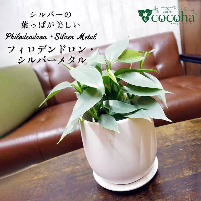 シルバーリーフが美しい『 フィロデンドロン ・ シルバーメタル 』 糸島市  / cocoha 観葉植物 [AWB029]