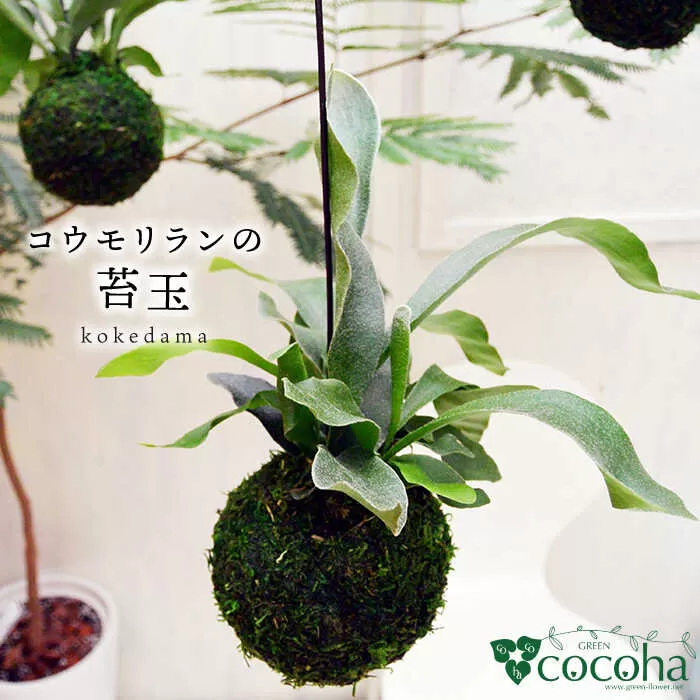 吊るして オシャレ 『 コウモリラン 苔玉 』 糸島市 / cocoha 観葉植物 室内 [AWB004]