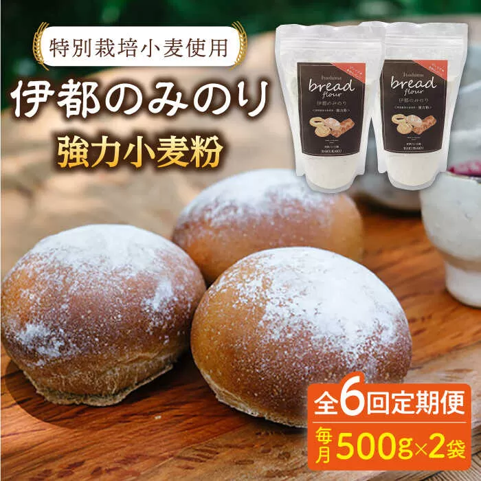 【全6回定期便】特別栽培 小麦 使用 伊都 の みのり( 500g × 2袋 )糸島市 / 天然パン工房楽楽【いとしまごころ】 [AVC067]