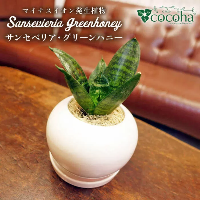 マイナスイオン発生植物『 サンセベリア ・ グリーンハニー 』  糸島市  / cocoha [AWB033] 観葉植物 インテリア グリーン 室内