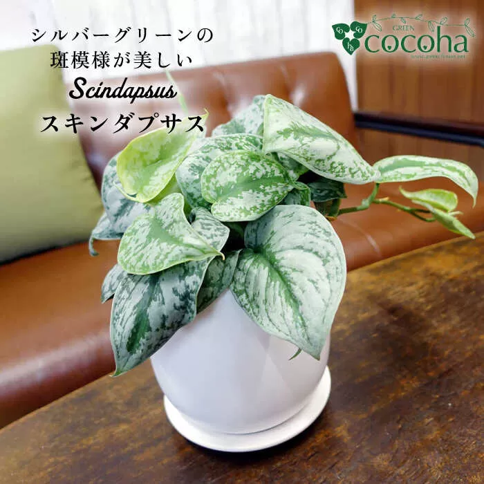 シルバーグリーンの斑模様が美しい『 スキンダプサス 』 糸島市  / cocoha 観葉植物 [AWB030]