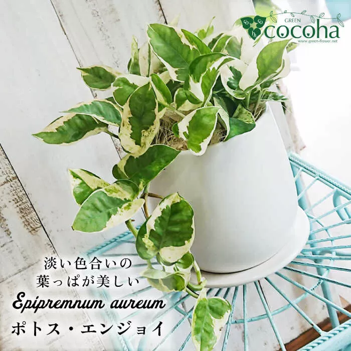 もっとも美しいポトスの進化型『 ポトス ・ エンジョイ 』 糸島市  / cocoha 観葉植物 [AWB028]