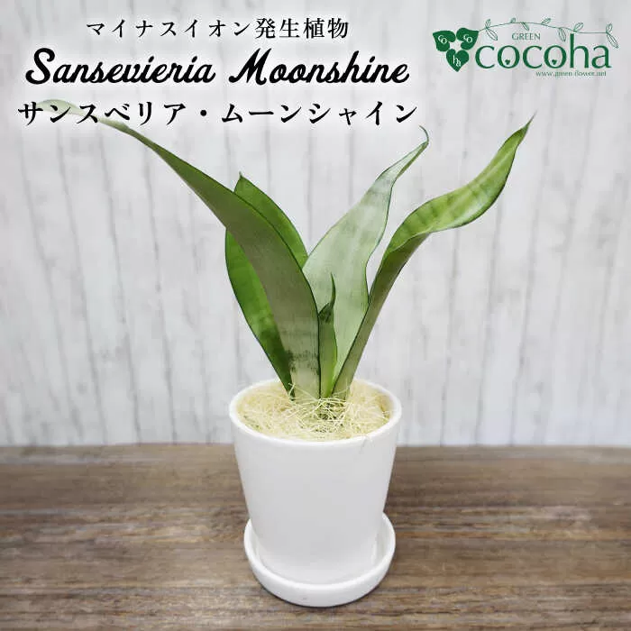 マイナスイオン発生植物『 サンスベリア ・ ムーンシャイン 』  糸島市  / cocoha [AWB024] 観葉植物 インテリア