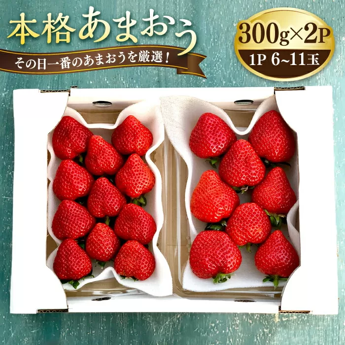 【その日一番のあまおうを即日出荷！】 本格 あまおう (300g×2パック) いちご 苺 糸島市 / みのりのりん [ABD002]