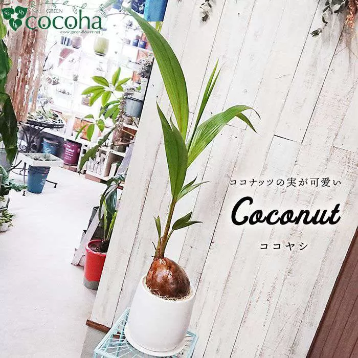 ココヤシ 糸島市 / cocoha [AWB012] 観葉植物 グリーン インテリア