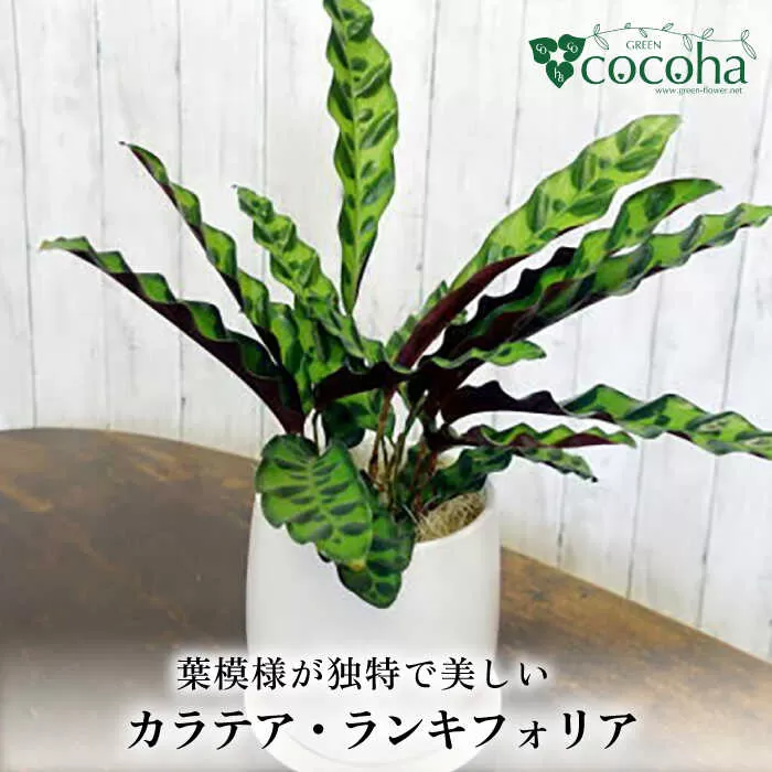 葉模様が独特で美しい 『カラテア・ランシフォリア (インシグニス)』 糸島市 / cocoha 観葉植物 グリーン 緑 インテリア [AWB037]