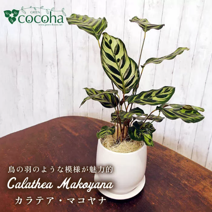 葉模様が独特で美しい『 カラテア ・ マコヤナ 』  糸島市  / cocoha [AWB023] 観葉植物 グリーン