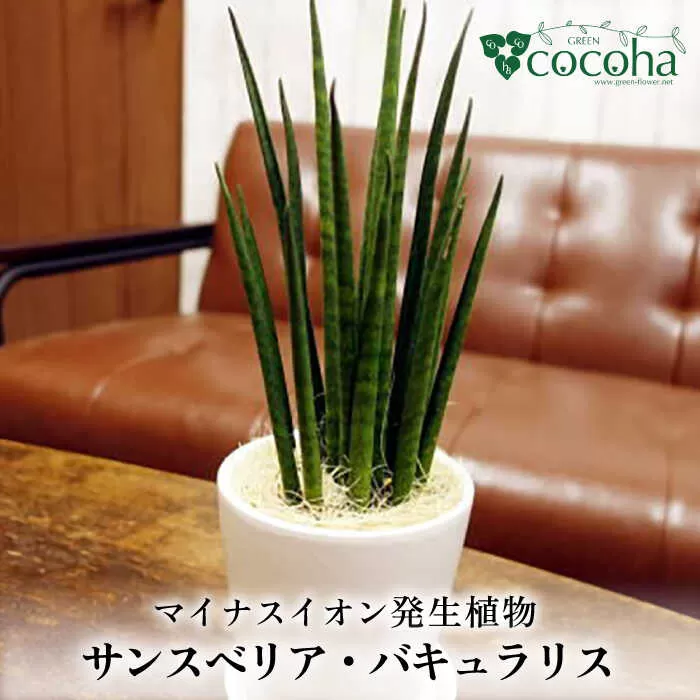 マイナスイオン発生植物 『サンスベリア・バキュラリス』 糸島市 / cocoha 観葉植物 グリーン インテリア [AWB036]