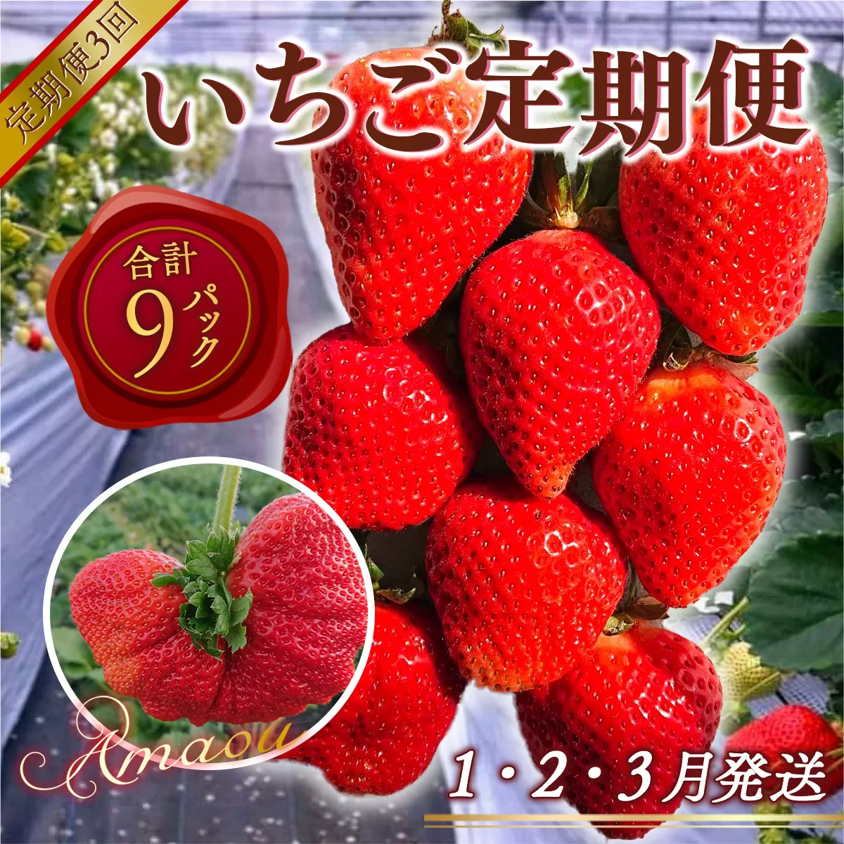 【いちご定期便】あまおう3パックｘ3回(1月2月3月発送)　先行予約　※2025年1月下旬から順次発送　MY006