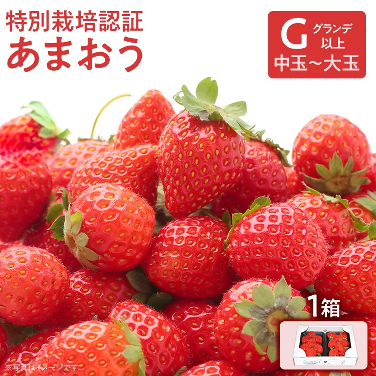 特別栽培認証あまおう G以上【選べる】 あまおう イチゴ 苺 いちご フルーツ 果物 くだもの 福岡県産 お取り寄せグルメ お取り寄せ 福岡 お土産 九州 福岡土産 取り寄せ グルメ 福岡県