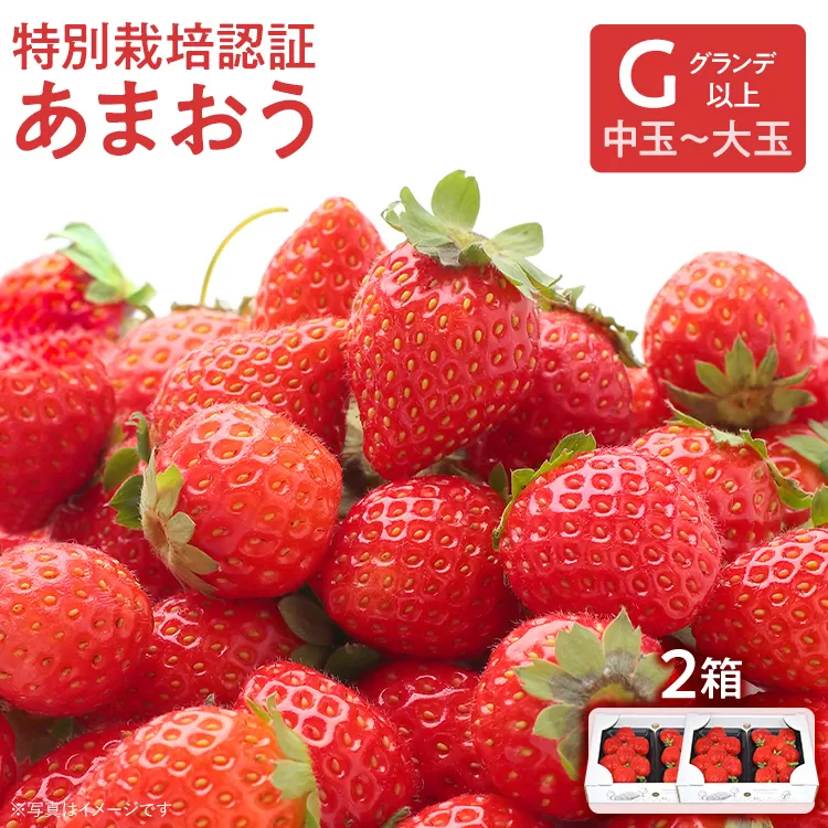 特別栽培認証あまおう G以上 2箱セット あまおう イチゴ 苺 いちご フルーツ 果物 くだもの 福岡県産 お取り寄せグルメ お取り寄せ 福岡 お土産 九州 福岡土産 取り寄せ グルメ 福岡県