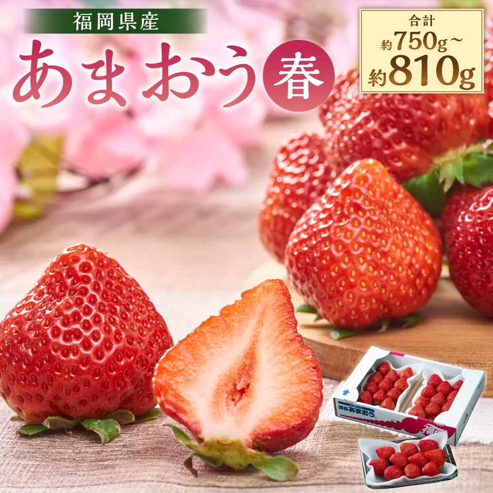 福岡産【春】あまおう3パック いちご 苺 イチゴ 果物 くだもの フルーツ 冷蔵 【2025年2月上旬～3月下旬発送予定】