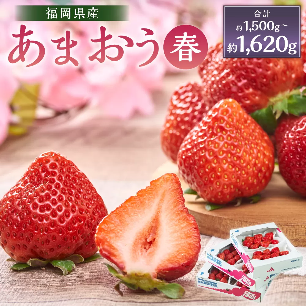 福岡産【春】あまおう6パック いちご 苺 イチゴ 果物 くだもの フルーツ 冷蔵 【2025年2月上旬～3月下旬発送予定】