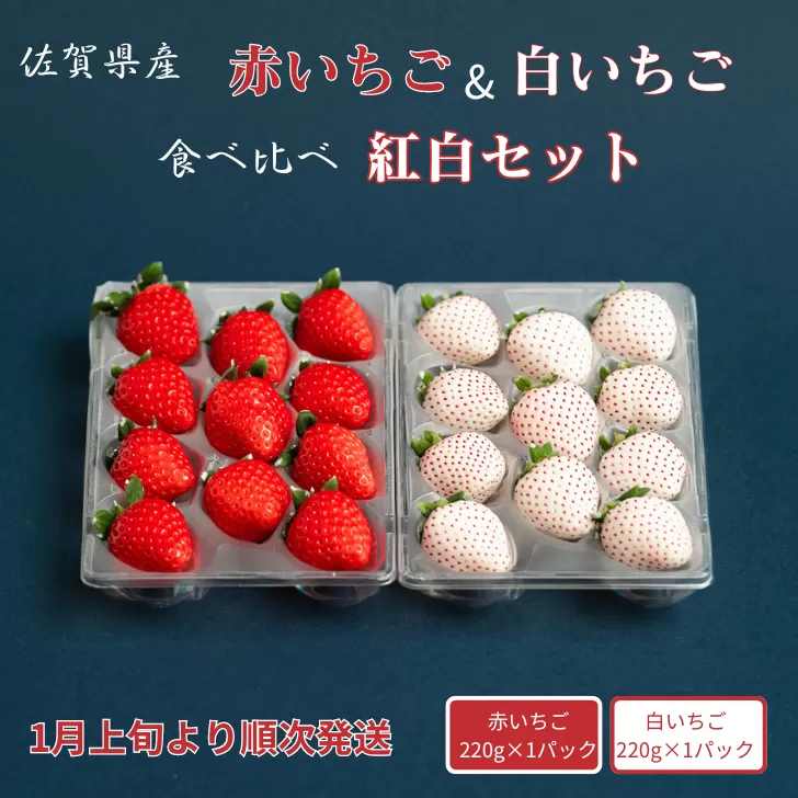 佐賀県産いちご 赤いちご白いちご 紅白セット：B140-084