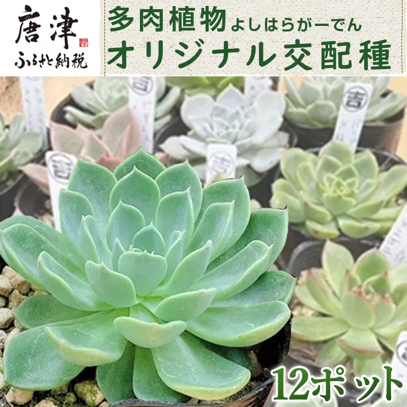 多肉植物 よしはらがーでんオリジナル交配種 12ポットセット 希少品種 「2023年 令和5年」