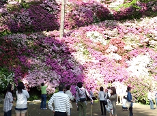 大興善寺つつじ祭り