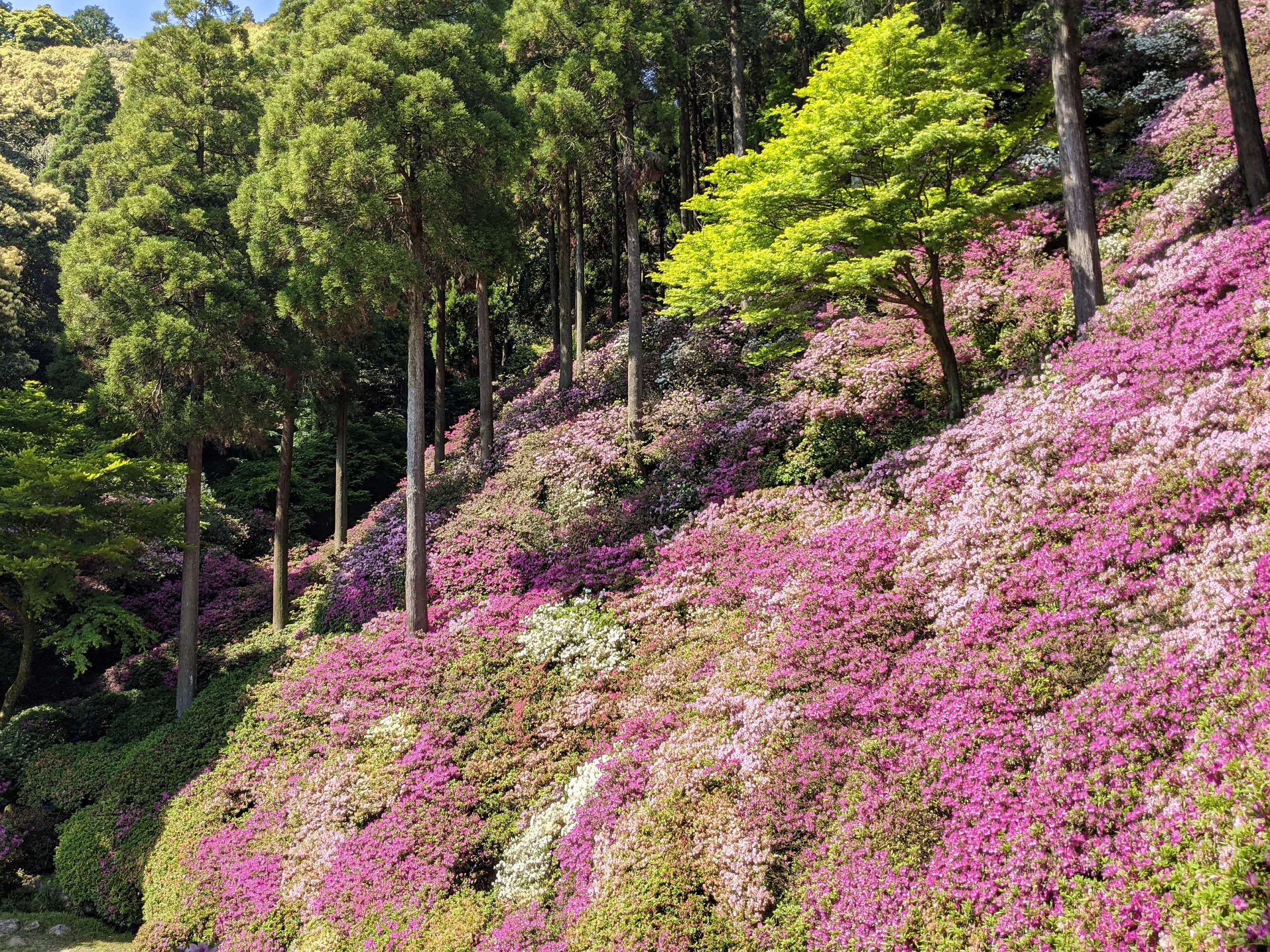 大興善寺のつつじ