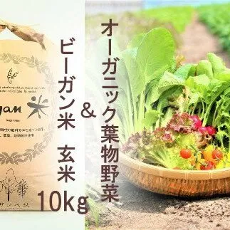 CQ025 【11月以降発送】オーガニック葉物野菜セットとビーガン玄米10kg【植物性で育てた完全無農薬のサガンベジブランド】