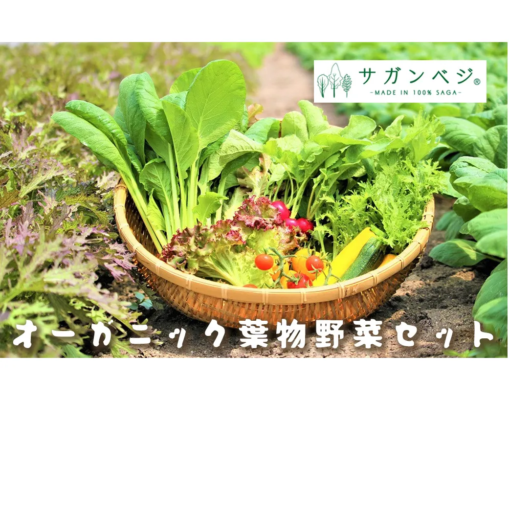 CQ019_オーガニック葉物野菜セット【植物性で育てた完全無農薬の葉野菜ブランド有機JAS】