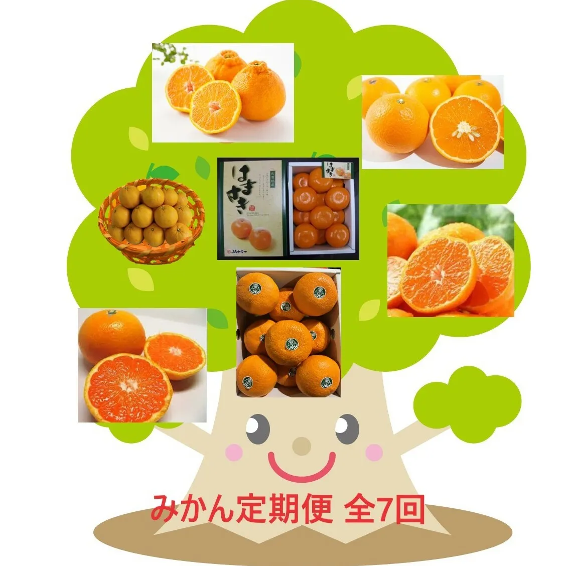 DV146_【計７回】柑橘好きのための佐賀みかん定期便