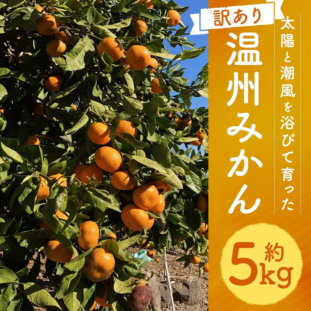 【訳あり】  太陽と潮風を浴びて育った 長崎県時津町産 温州みかん 約5kg【2024年11月上旬～2024年12月下旬迄発送予定】