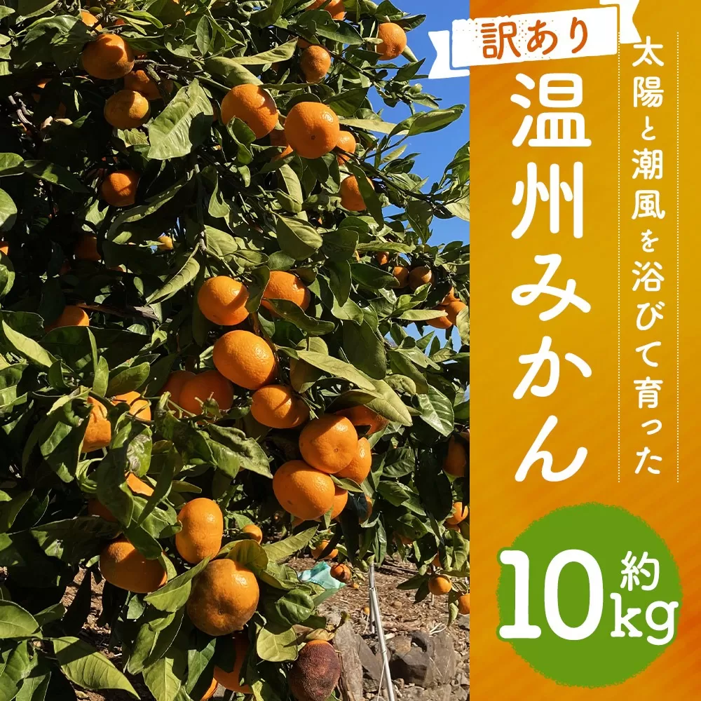 【訳あり】 太陽と潮風を浴びて育った 長崎県時津町産 温州みかん 約10kg 【2024年12月上旬～2025年2月下旬迄発送予定】