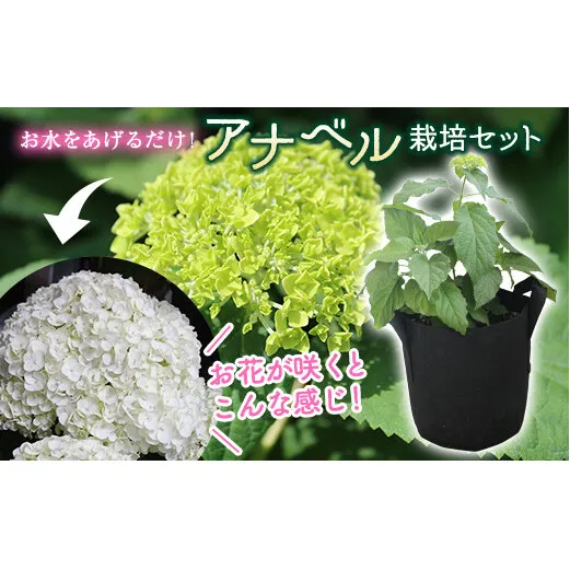 FKK19-806_【先行予約】アナベル栽培セット 花 はな ガーデニング フラワー アジサイ 紫陽花 インテリア 観葉植物 観賞用 鉢植え 苗 ＜2025年4月中旬～5月上旬発送＞