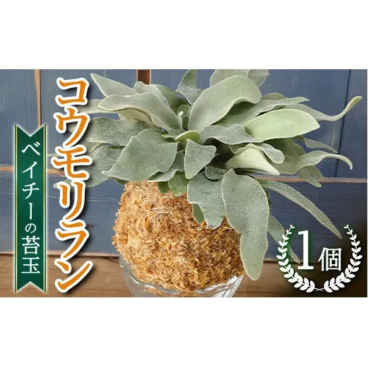 FKK19-824_コウモリラン ベイチー（ビーチー）の苔玉