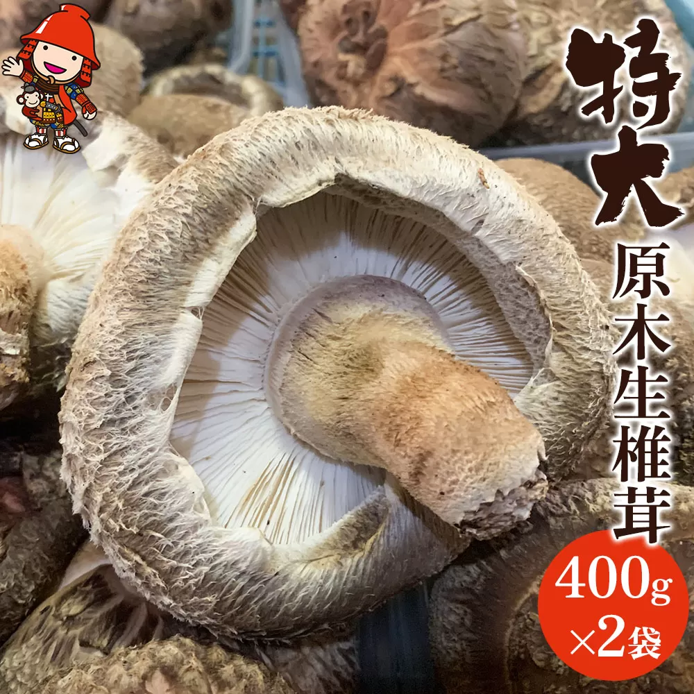 【先行予約】特大 原木生椎茸 400g×2 生しいたけ 生シイタケ 大分県産 九州産 中津市 国産 熨斗対応可