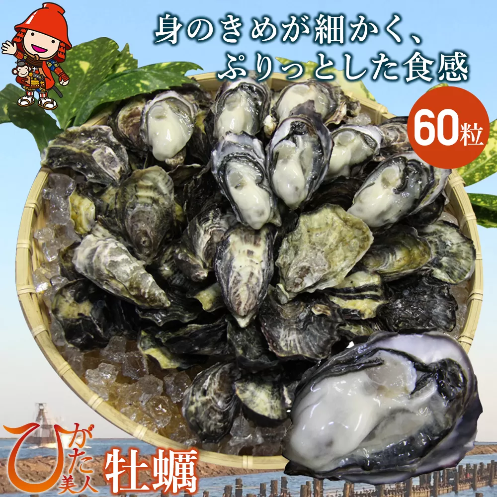 【期間限定】ひがた美人（牡蠣）堪能セット 60粒 養殖 冷蔵 かき 大分県漁業協同組合中津支店