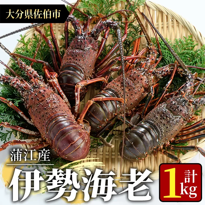 ＜期間限定＞ 大分県産 伊勢海老 (計1kg・約2～5尾) エビ えび 刺身 魚介 海鮮 BBQ 国産 味噌汁【AS128】【海べ (株)】