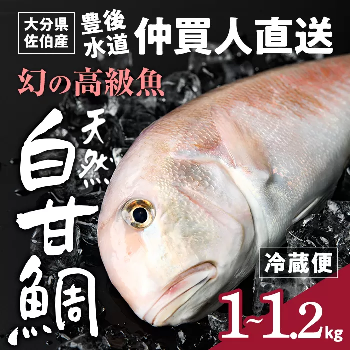 白甘鯛 幻の 高級魚 (1尾・1-1.2kg) 魚 鮮魚 甘鯛 冷蔵 シロ アマダイ 鯛 高級 大分県 佐伯市 【FZ007】【波平食堂】