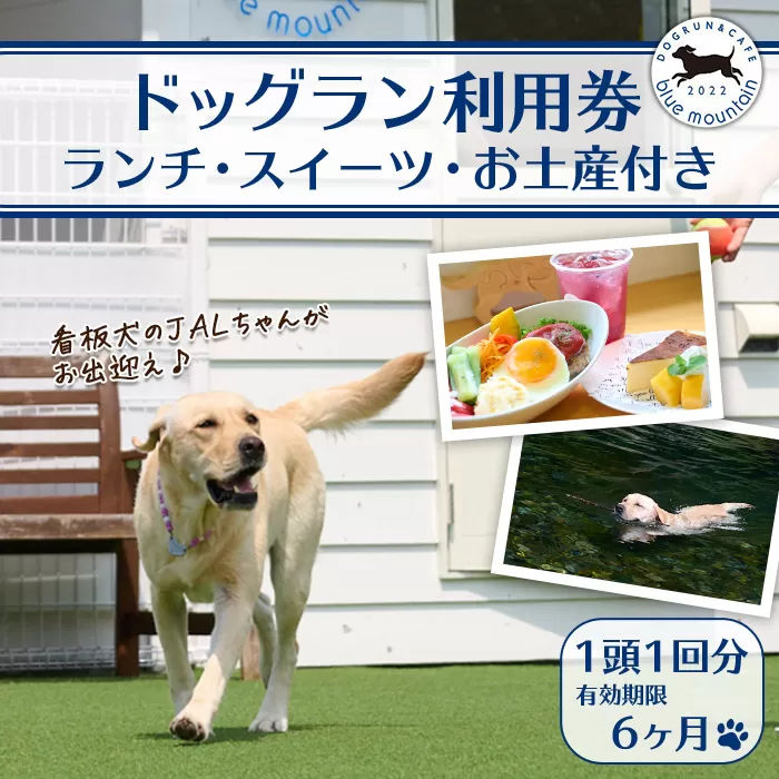 メール便でお届け！ドッグラン利用券(ランチ・スイーツ・お土産付き)(1頭1回分) 犬 ワンちゃん ペット チケット おやつ カフェ 体験 レジャー 自然 屋内 屋内 ラン ポスト投函 大分県 佐伯市 【HI001】【ドッグラン＆カフェblue mountain】