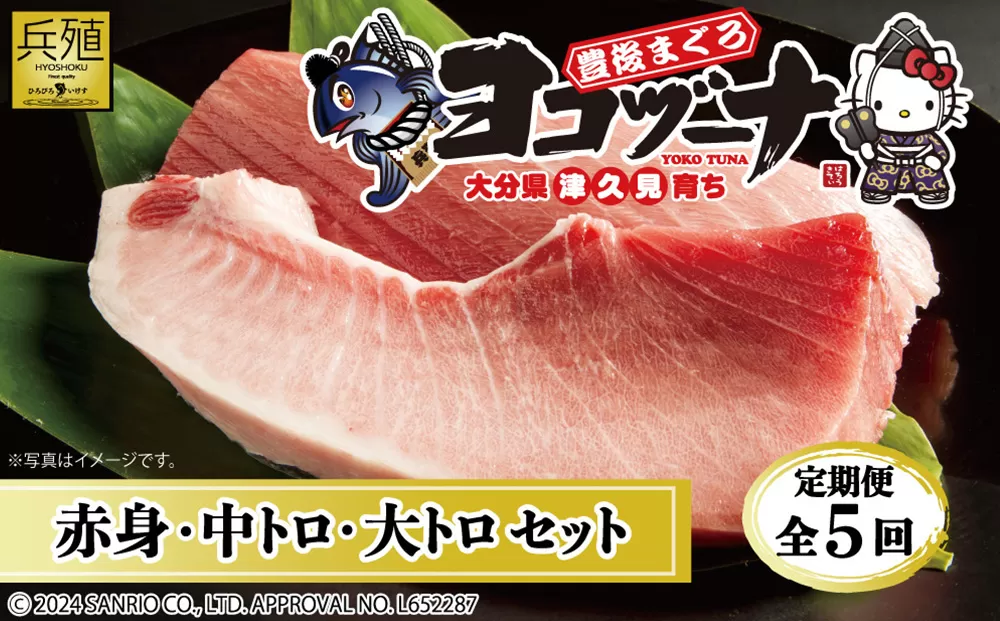 【定期便5回】豊後まぐろヨコヅーナ 赤身250g 中トロ500g 大トロ250g マグロ まぐろ 鮪 赤身 大トロ 中トロ 刺身 大分県産 九州産 津久見市