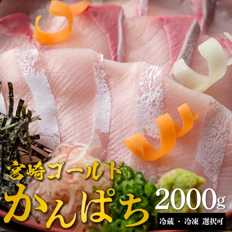 宮崎産 新海屋 鰤屋金太郎 宮崎ゴールドカンパチ 2000g　冷蔵　N018-ZC709_1