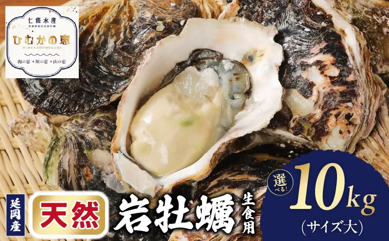 延岡産天然岩牡蠣（生食用）10kg（大）（2025年4月から発送開始） N036-YZD027