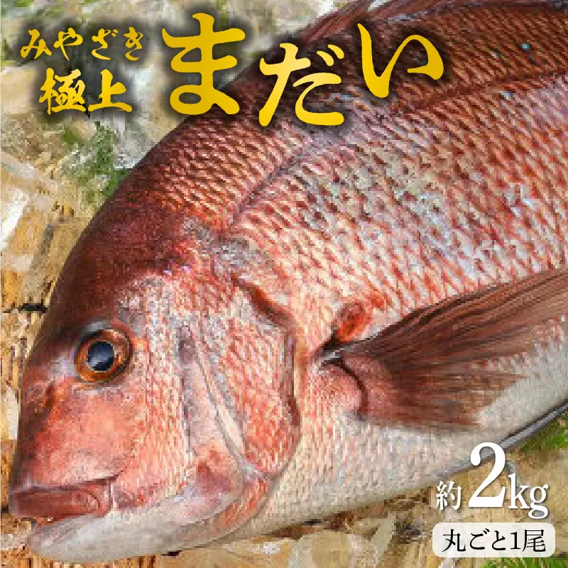 宮崎産 新海屋 鰤屋金太郎 みやざき極上まだい 丸ごと１尾 約2kg　N018-ZA184