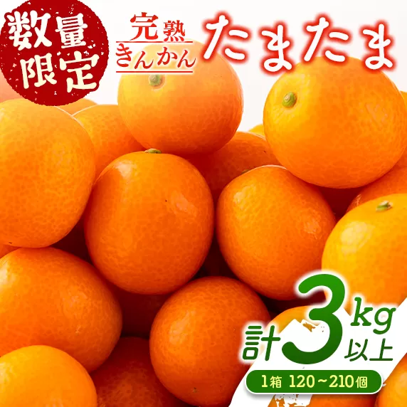  先行予約 数量限定 完熟きんかん たまたま 計3kg以上 (3kg×1箱) フルーツ 果物 くだもの 柑橘 金柑 国産 食品 期間限定 大粒 宮崎ブランド 希少 おすすめ デザート おやつ ギフト 贈り物 贈答 お返し お祝い おすそ分け 産地直送 日南市 送料無料_BC58-23