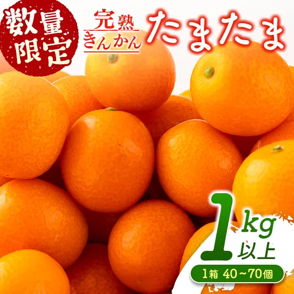 先行予約 数量限定 完熟きんかん たまたま 計1kg以上 (1kg×1箱) フルーツ 果物 くだもの 柑橘 金柑 国産 食品 期間限定 大粒 宮崎ブランド 希少 おすすめ デザート おやつ ギフト 贈り物 贈答 お返し お祝い おすそ分け 産地直送 日南市 送料無料_A91-24