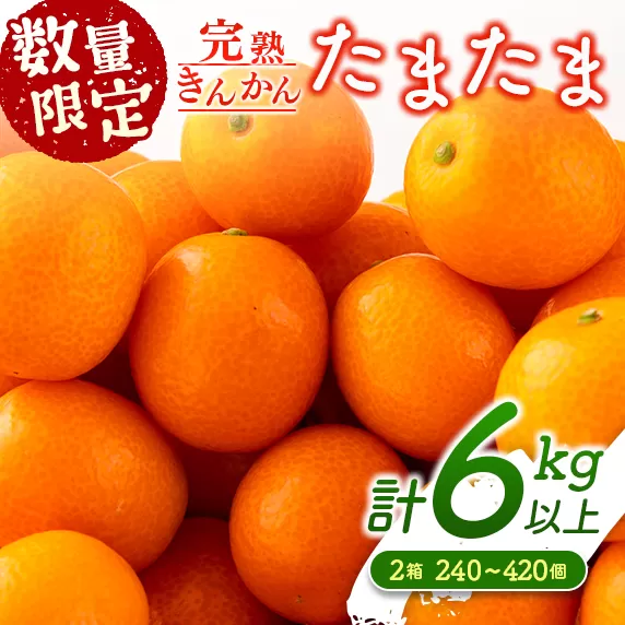  先行予約 数量限定 完熟きんかん たまたま 計6kg以上 (3kg×2箱) フルーツ 果物 くだもの 柑橘 金柑 国産 食品 期間限定 大粒 宮崎ブランド 希少 おすすめ デザート おやつ ギフト 贈り物 贈答 お返し お祝い おすそ分け 産地直送 日南市 送料無料_DC8-23