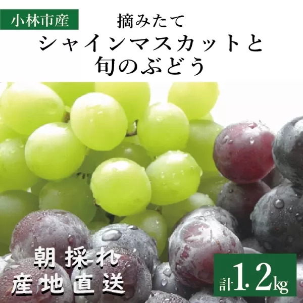 【産直もぎたて】摘みたてシャインマスカットと旬のぶどう　1.2kg程度（国産 フルーツ 果物 くだもの ブドウ シャインマスカット 贈答用 限定）