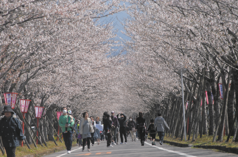 牧場（まきば）の桜