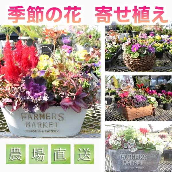 【農場直送！】季節の花　寄せ植え＜久保園芸＞