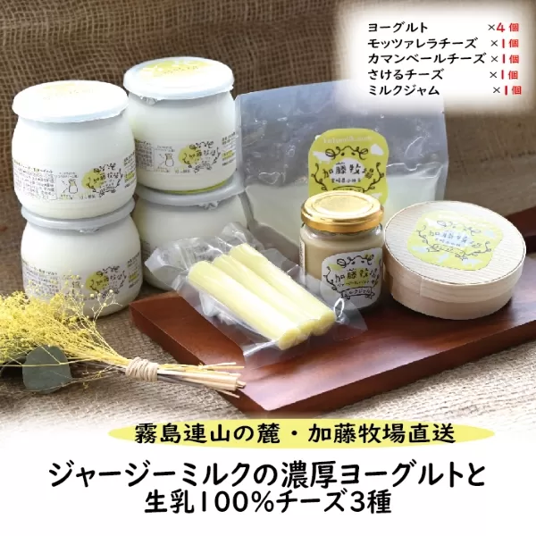 【霧島連山の麓・加藤牧場直送】ジャージーミルクの濃厚ヨーグルトと生乳100％チーズ３種（国産 ナチュラルチーズ ヨーグルト 乳製品 牛乳 チーズ コンテスト受賞  人気 霧島 宮崎 小林市 地域限定）