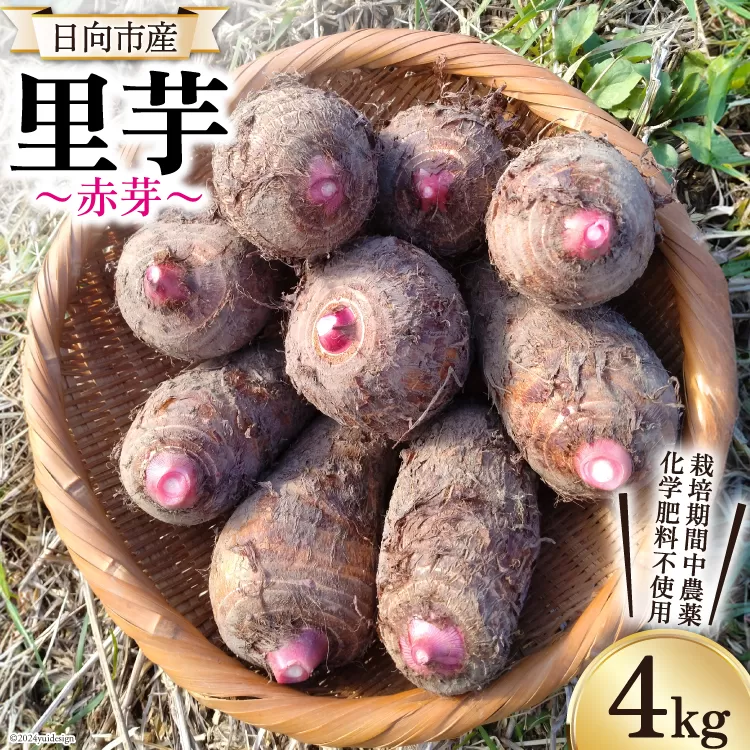 里芋 赤芽 4kg [甲斐自然派農園 宮崎県 日向市 452060524] さといも ホクホク