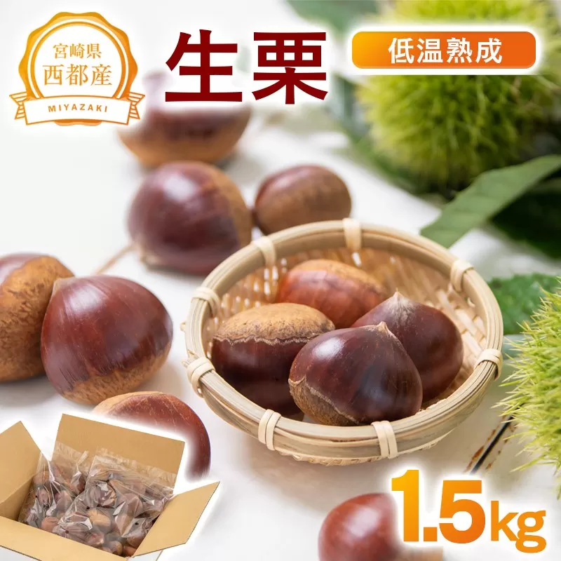 西都市産『低温熟成栗（生栗）』1.5kg【先行予約】<1.5-220>